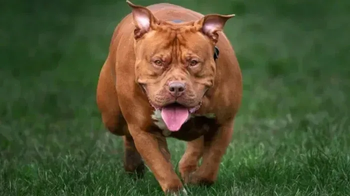 XL bully dog