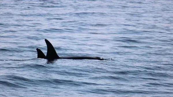 Spectacular Killer Whale Pod Spotted Off Mayo Coast – See the Breathtaking Photos