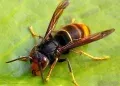 Asian Hornet Spotted in Cork City Sparks Biosecurity Alert in Ireland