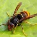 Asian Hornet Spotted in Cork City Sparks Biosecurity Alert in Ireland