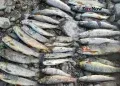fish kill