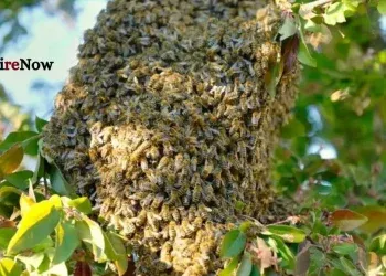 bee attack