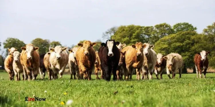 farmers ireland