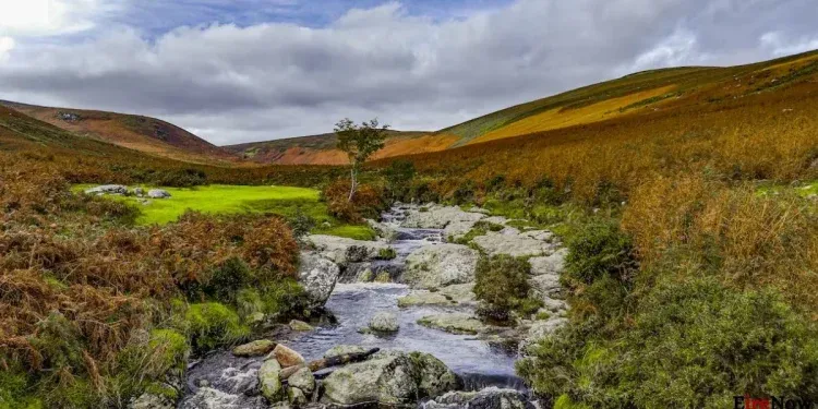 90% of ireland's key habitats in poor condition, major report finds