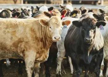 ballydehob man charged with over €50,000 in cattle thefts