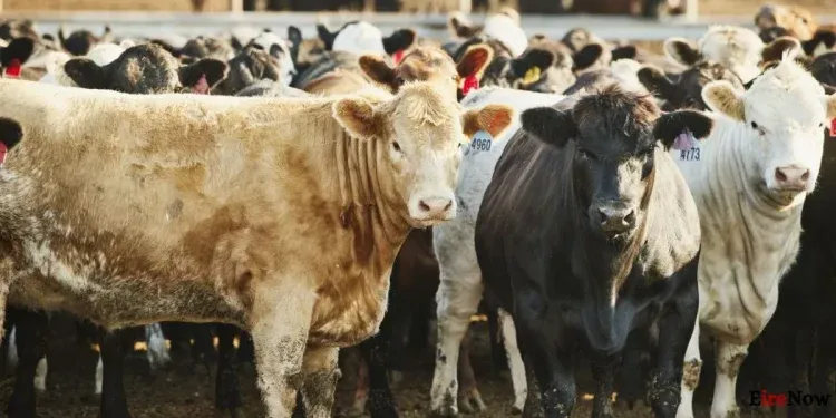 ballydehob man charged with over €50,000 in cattle thefts