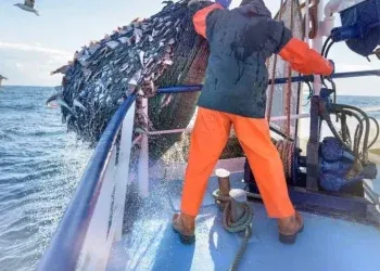 eu fishing quota deal 'catastrophic' for ireland