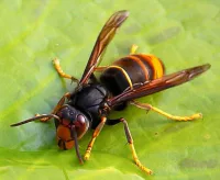 Asian Hornet Spotted in Cork City Sparks Biosecurity Alert in Ireland
