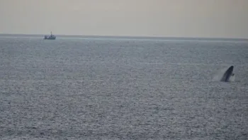 Pádraig Whooley said there is only a 'remnant population' of the North Atlantic Right Whale left