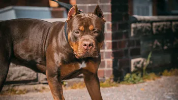 XL bully dog