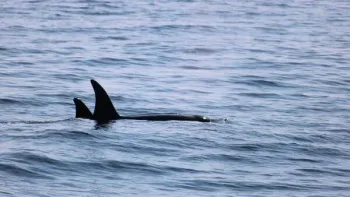 Spectacular Killer Whale Pod Spotted Off Mayo Coast – See the Breathtaking Photos