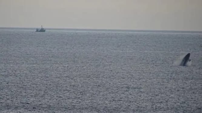 Pádraig Whooley said there is only a 'remnant population' of the North Atlantic Right Whale left