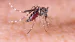 Dengue Mosquito