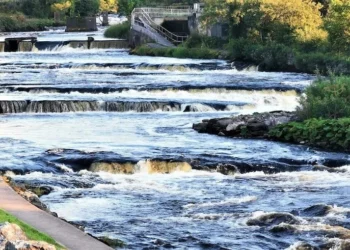 Investigation Launched After 850 Wild Salmon Found Dead in Sligo River