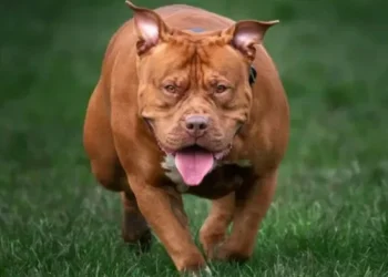 XL bully dog