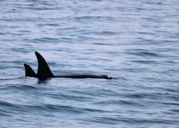 Great White Shark in Irish Waters