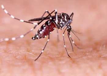 Dengue Mosquito