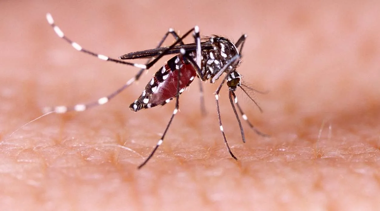 Dengue Mosquito