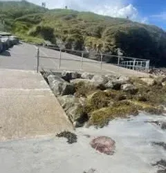 Public Warning Issued After Lion’s Mane Jellyfish Washes Ashore at Rosses Point Beach