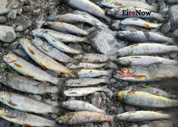 fish kill