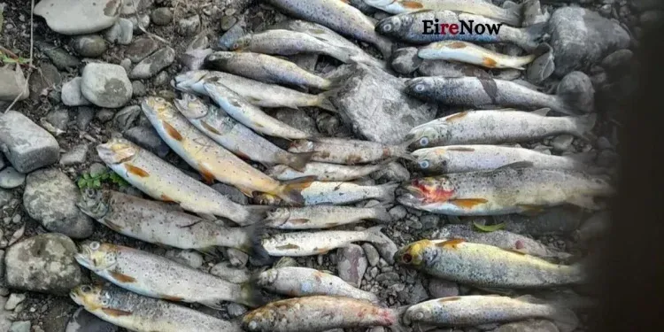 fish kill