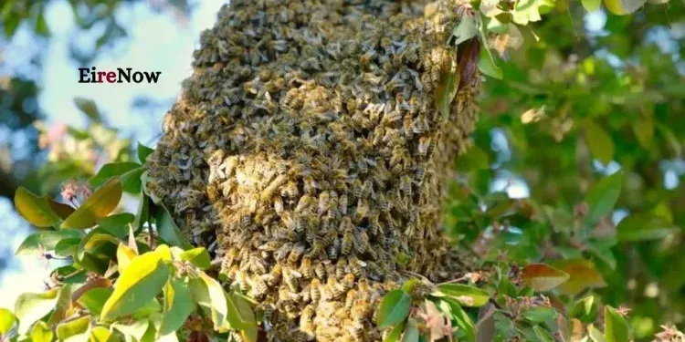 bee attack